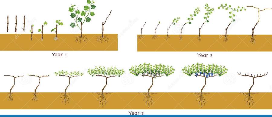 Grapevines take three years to mature before their grapes can be used for premium quality wine