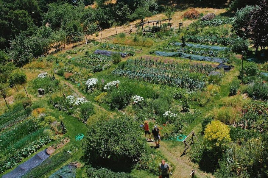 Permaculture garden at Occidental Arts & Ecology Center 