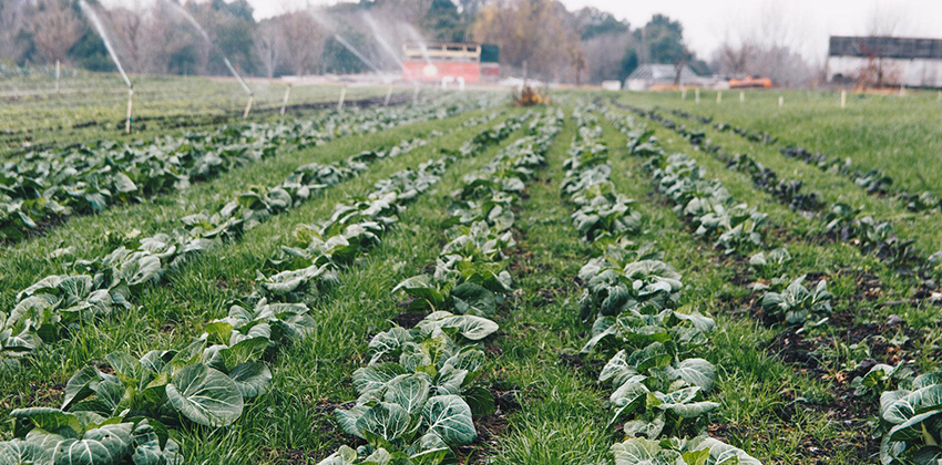 Organic Farming