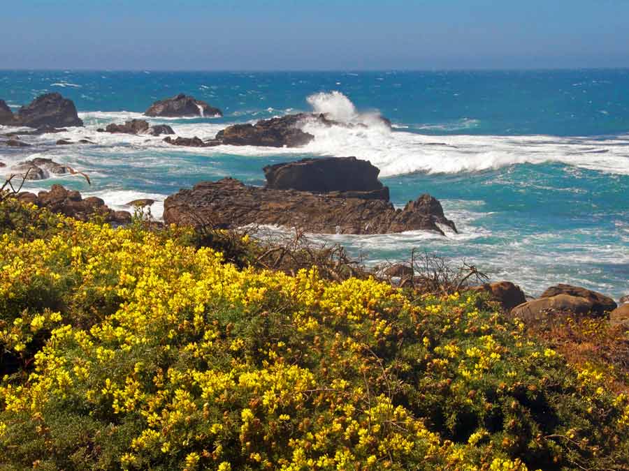 Yellow wildflowers grow along the Sonoma coastline at Salt Point State Park