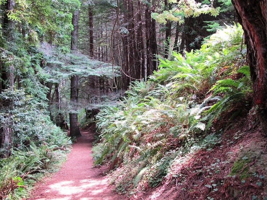 stillwater cove redwood trail