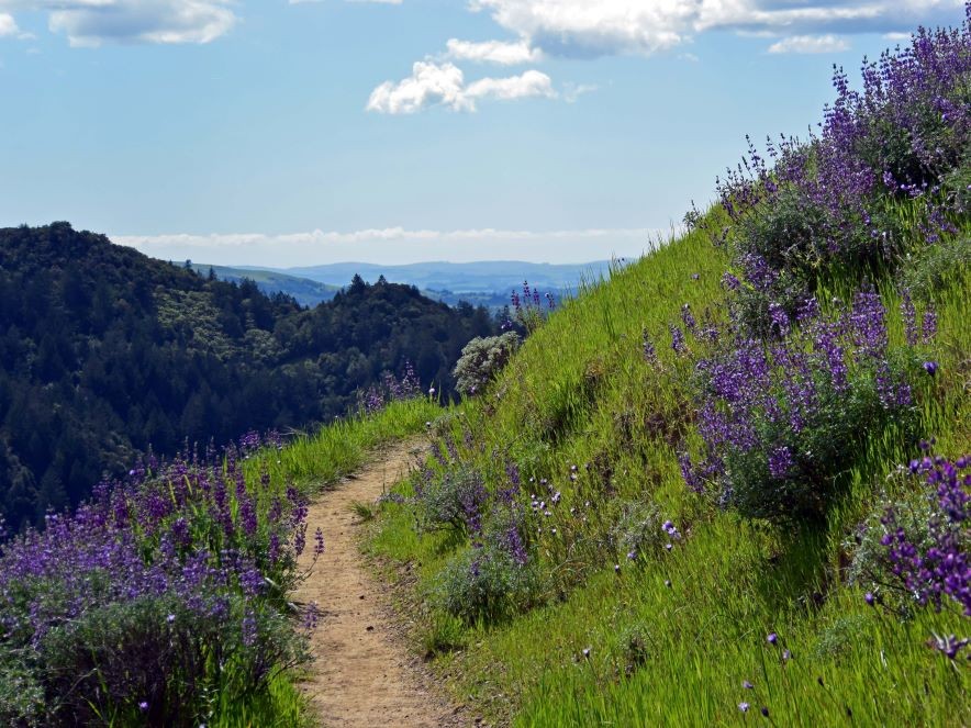 Picture of hiking trail at Sugarloaf Ridge State Park