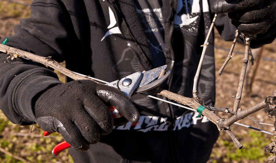 A vineyard worker pruning a grapevine in the early winter 