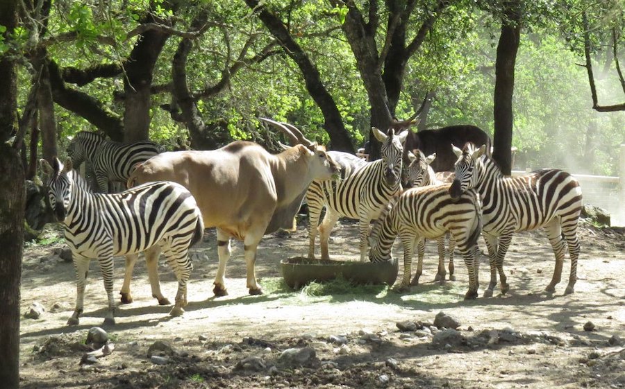 During the week, you can avoid crowds (of people) at Safari West