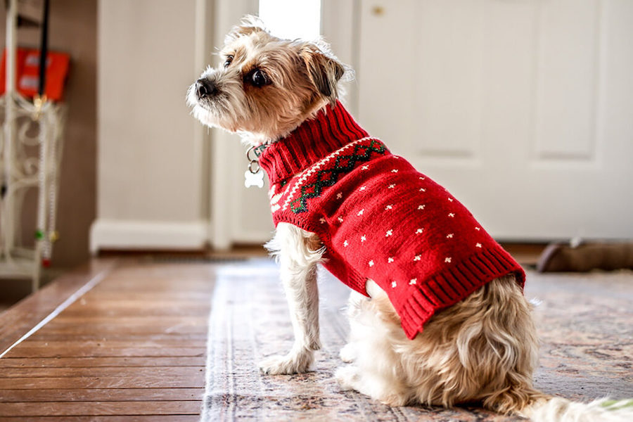 Shaggy white dog in a red Christmas sweater 