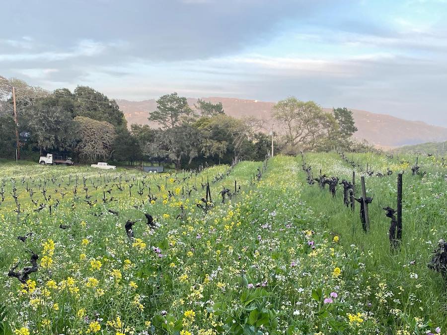 Sonoma Mountain AVA Coturri vineyard in spring with flowering cover crops