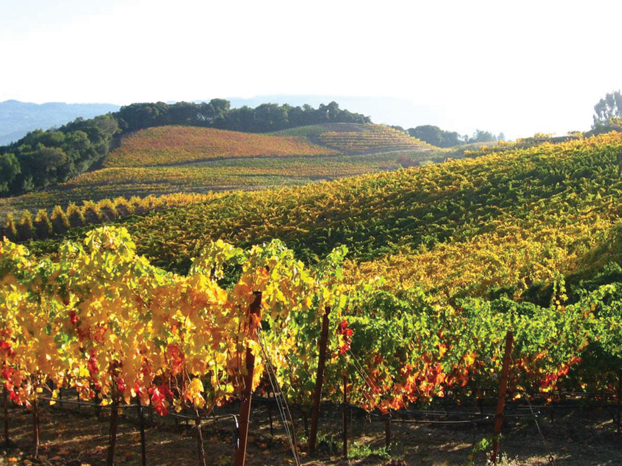 The vineyards are yellow and orange at Benziger winery in Sonoma County