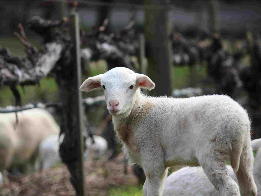 sheep on farm at benziger winery