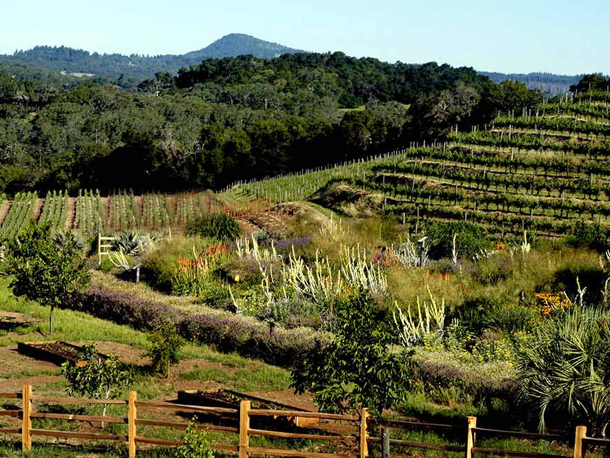 A garden is surrounded by vineyards