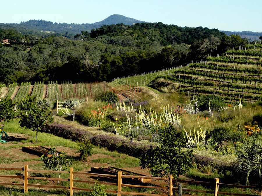 Biodynamic-certified Benziger Family Winery features its own insectary garden 