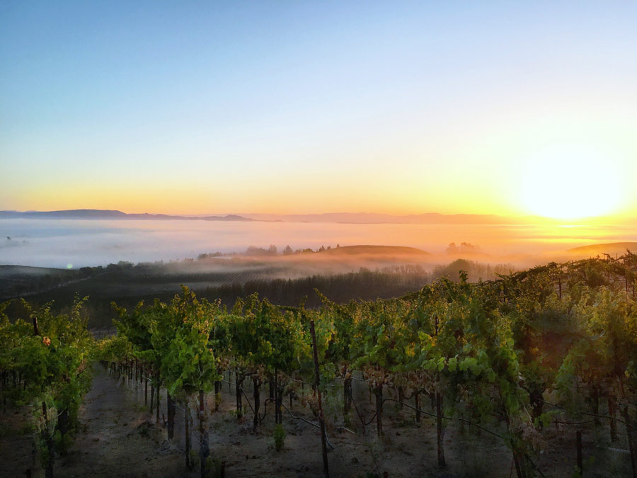 The Cline Family Cellars estate vineyard at sunset in Carneros, Sonoma County