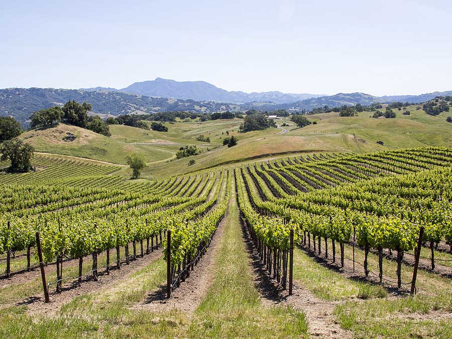 Green vines grow down a hill