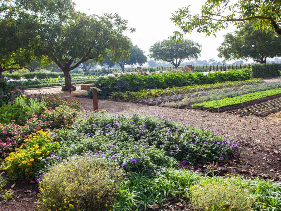 Rows of vegetables grow in the winery's garden