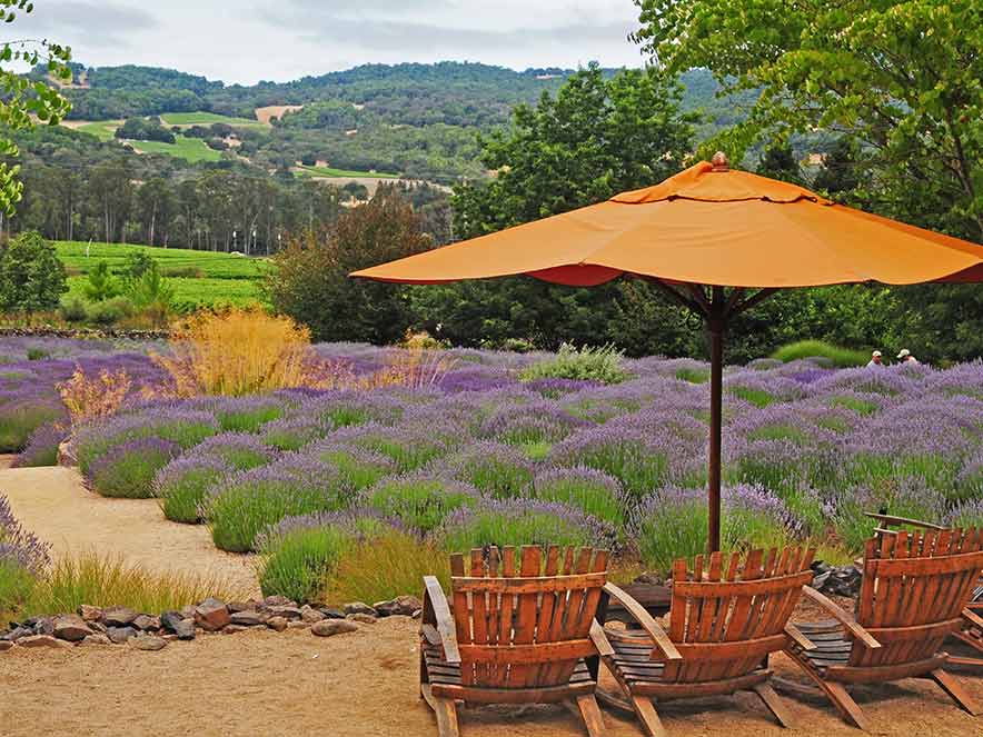 An orange umbrella shades a seating area surrounded by blooming, purple lavender