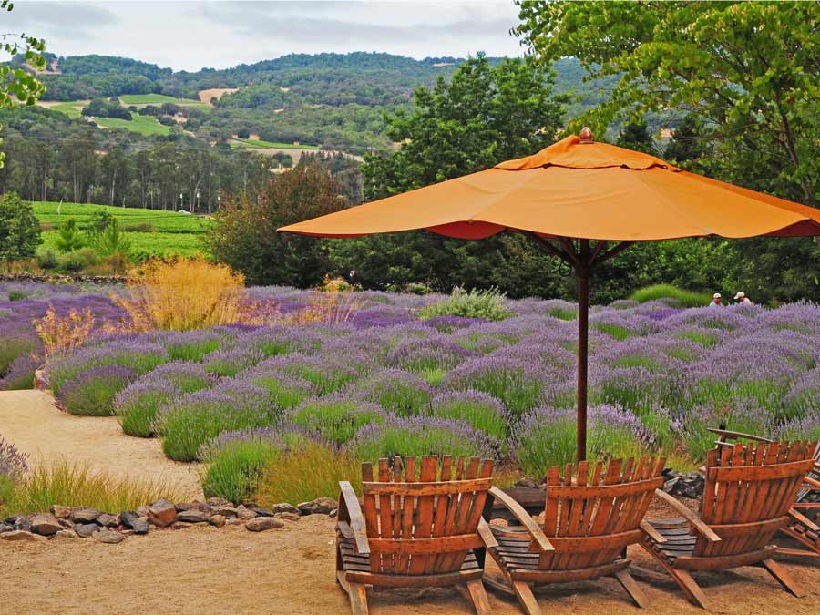 A set of chairs with an umbrella overlook fields of lavender at Matanzas Creek Winery, Santa Rosa