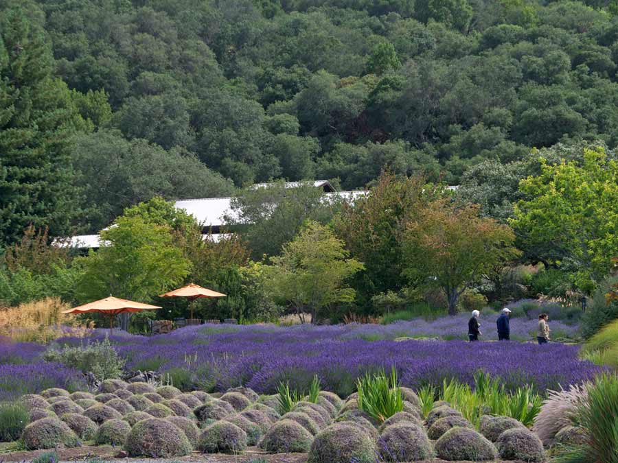 People walk in a field of lavender at Matanzas Creek Winery, Sonoma County