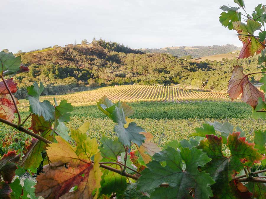 hills of vineyards at medlock ames