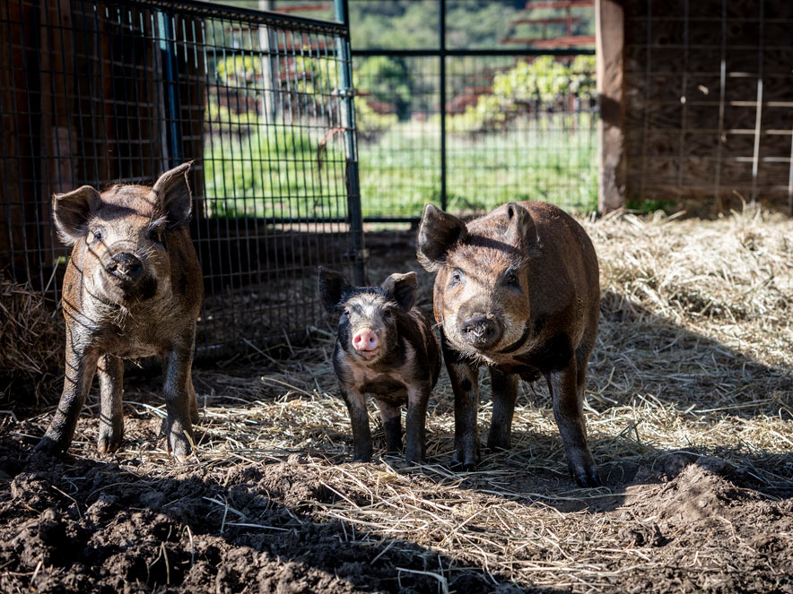 pigs at Quivira in Sonoma County