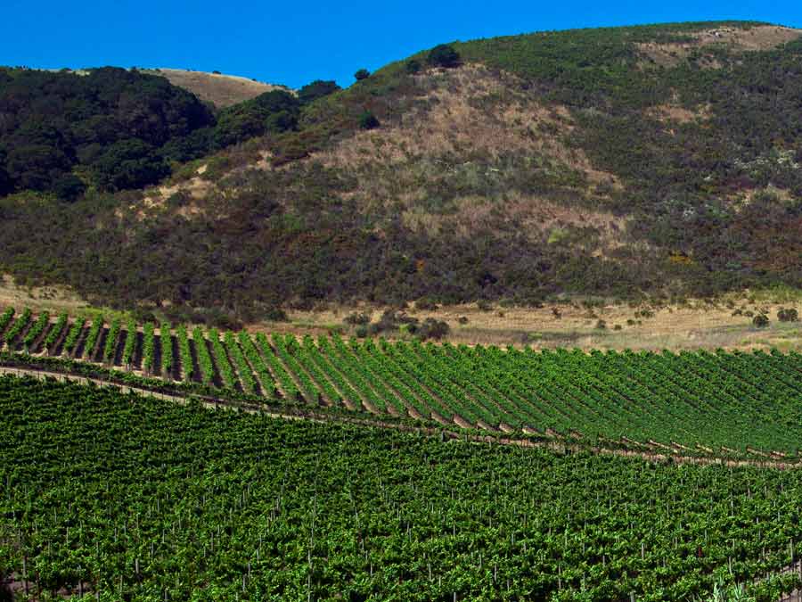 The verdant sea of vines at Schug Carneros Estate Winery, Sonoma