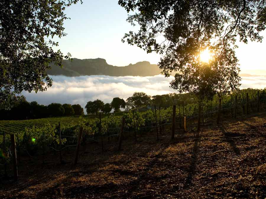 Vines grow above the fog in the valley below as thesun sets in Sonoma County