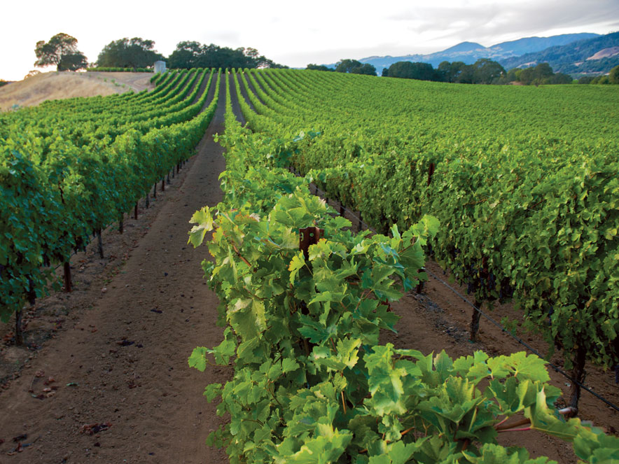 Vineyard along Sonoma Coast in Sonoma County