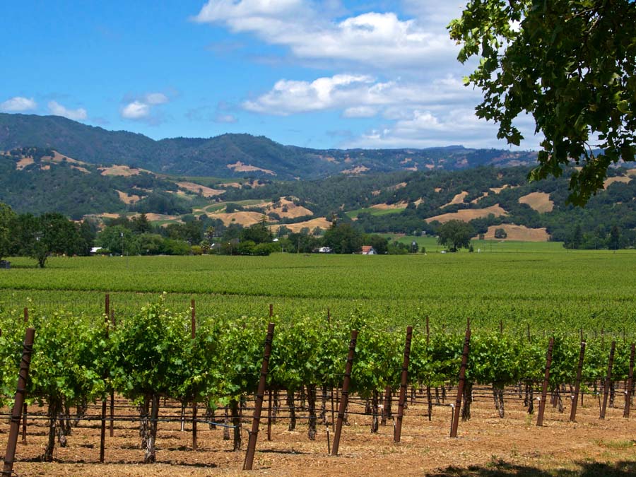 A vineyard in Alexander valley has many green vines