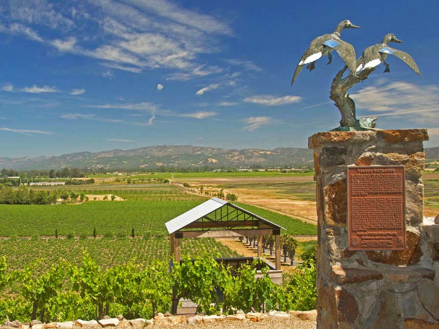 Rows of vines in the valley below the tasting room in Sonoma County