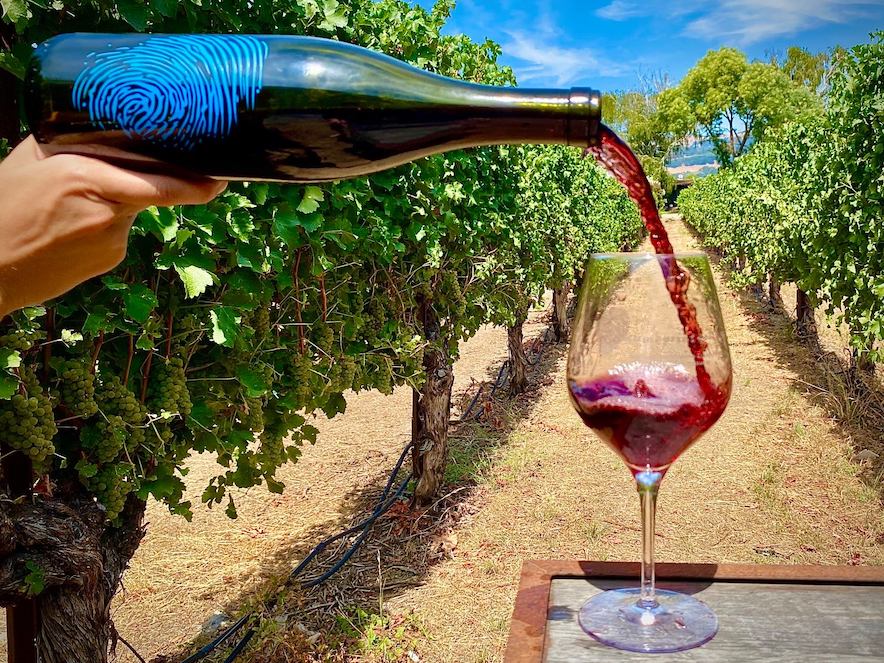 Pouring wine from a bottle into a glass, outside in a vineyard row 