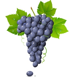 grape cluster clip art 