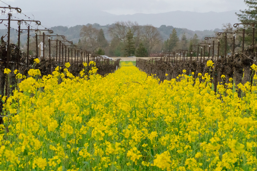 Grab your camera: it's mustard season! 