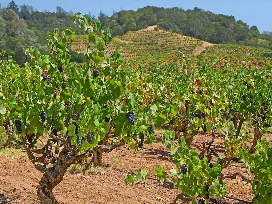 Vines with purple grapes in the Summer in the Alexander Valley