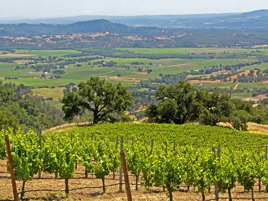 Magnificent Alexander Valley views of a vineyard sloping down the hill