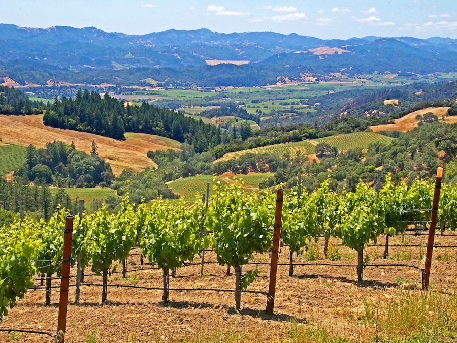 Lush summer vineyards and rolling hills in the Alexander Valley 