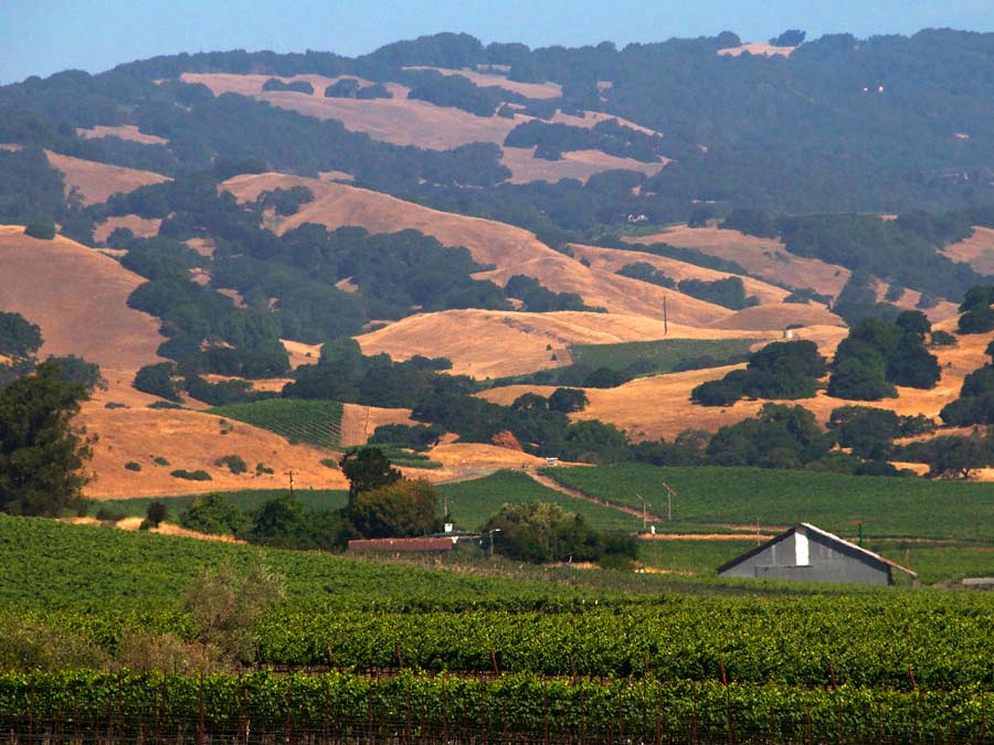 A few buildings in the middle of a green vineyard with mountains in the background