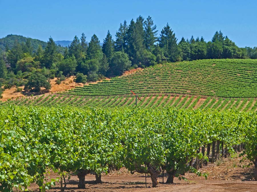 Vineyard in Dry Creek Vally