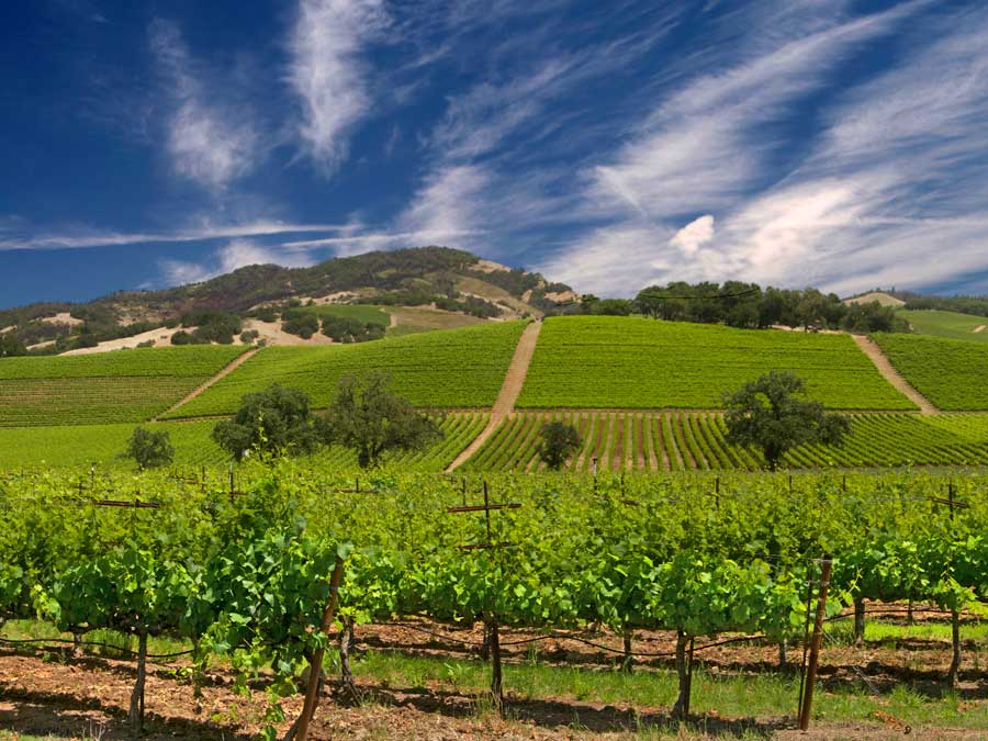 Blue skies above vineyards in the summer of Sonoma Valley, AVA