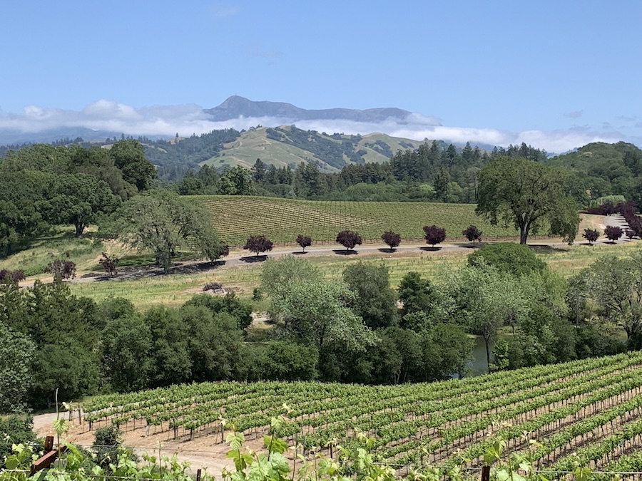 SIP Certified vineyards at Warnecke Ranch in the Chalk Hill AVA