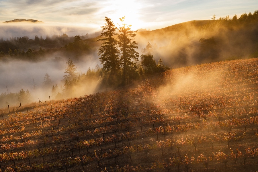 Fog and cold within the West Sonoma Coast AVA create challenges for growers and advantages for winemakers