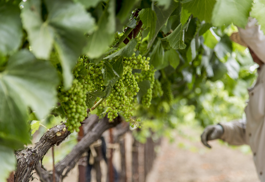 If a grapevine produces more clusters than it can ripen well, crop thinning may be necessary 