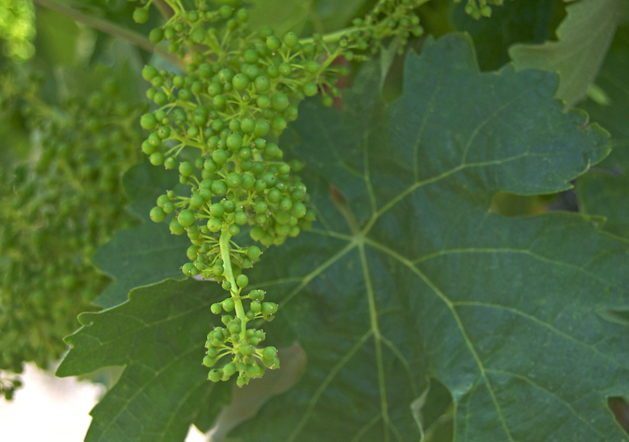 During fruit set, grapes emerge hard, small and green, no matter the variety 