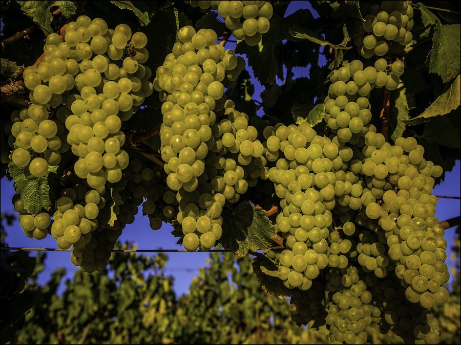 White wine grapes in the golden hour hour glow, hanging ripe on a vine