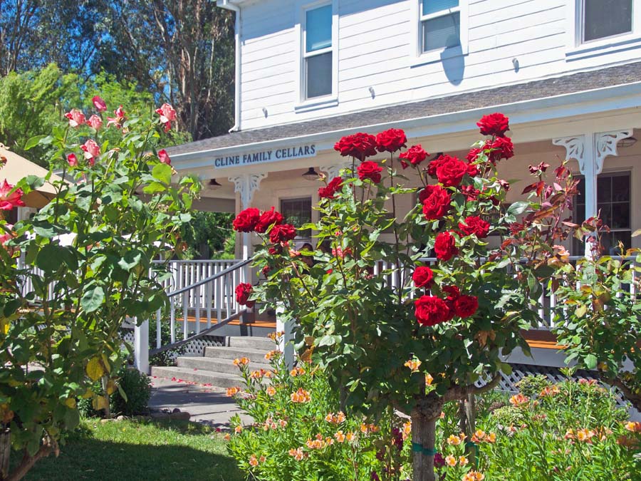 Roses grown beautifully at the entrance to Cline Cellars, Sonoma