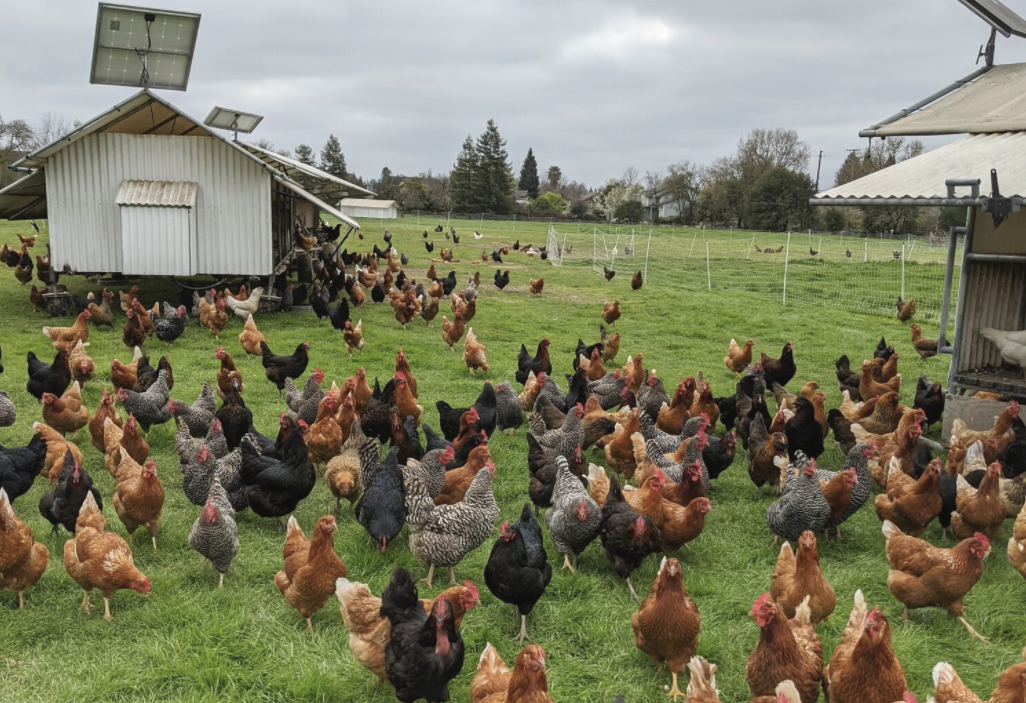 Pasture rotation of chickens at Wise Acre Farm in Windsor 