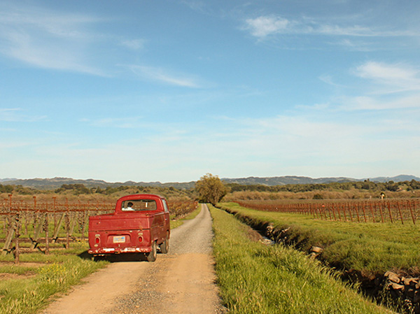 Bacigalupi vineyard