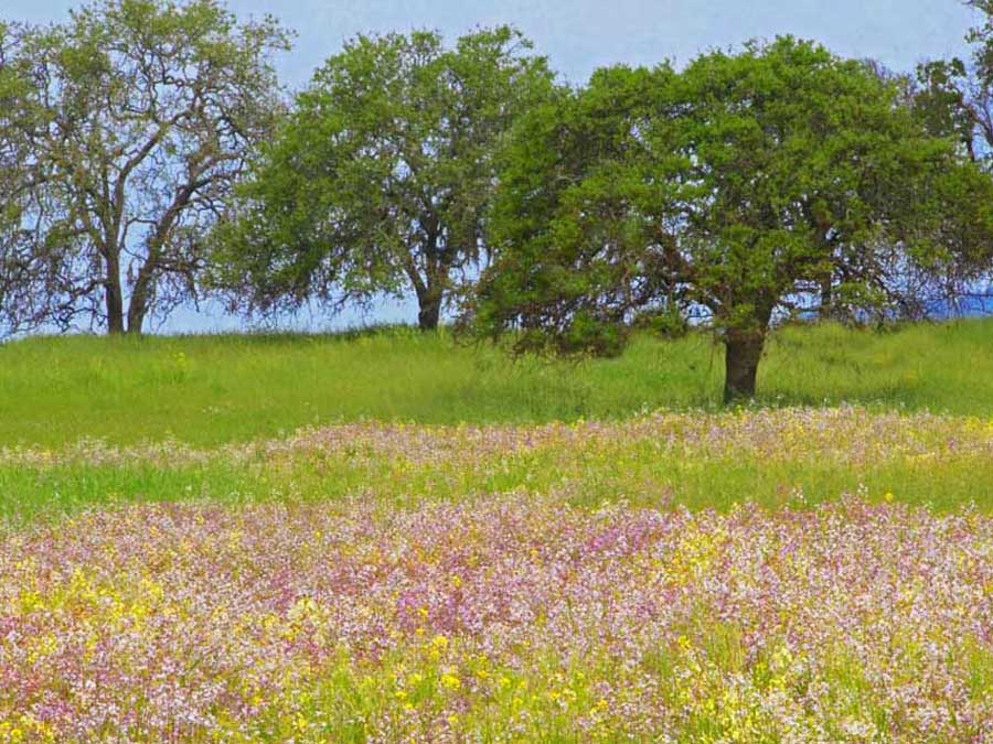 Wildflowers bloom in the spring in Sonoma Valley Regional Park