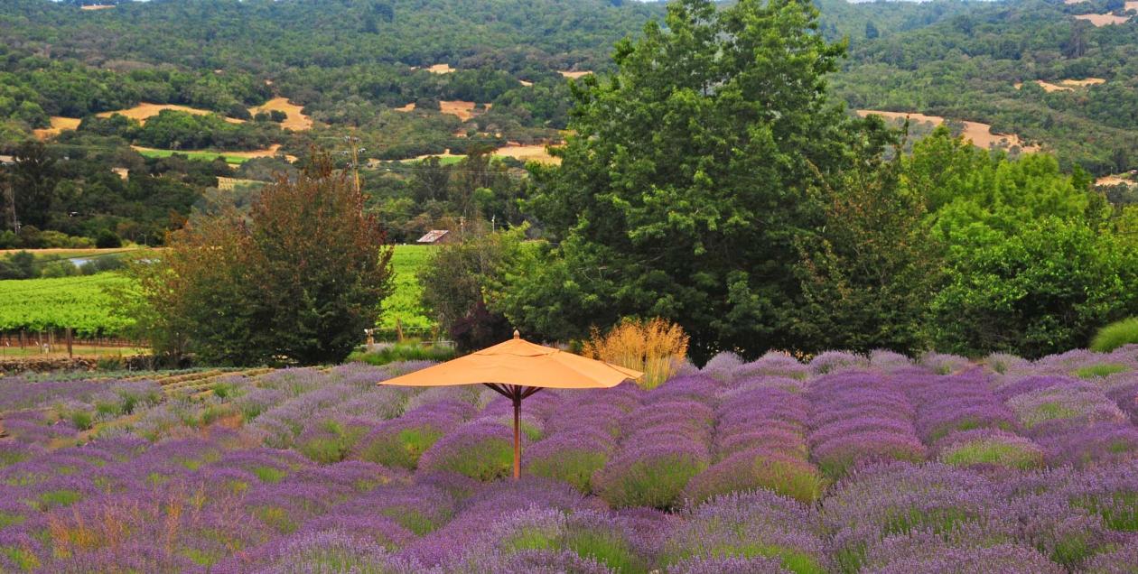 Matanzas Winery lavender 