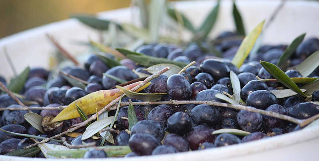 benziger olive harvest close up