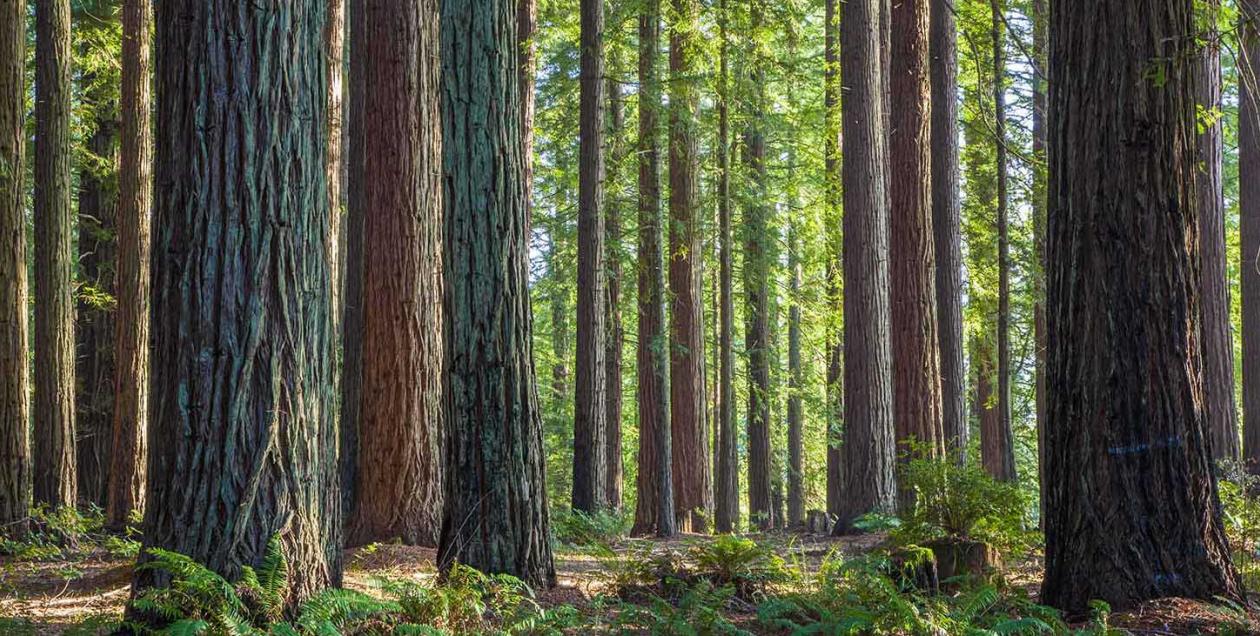 Grove of Old Trees in Occidental