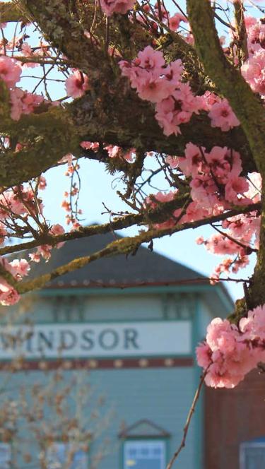 Trees in Windsor