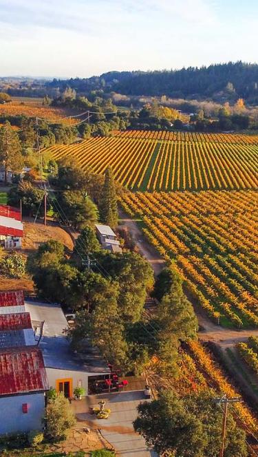 vineyard in Sonoma County